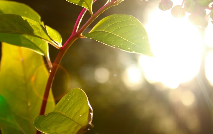 Article Image for Sustainable Investing and the Rise of Green Fintech