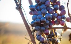 Article Image for The Long-Term Vision for a Cashless Society